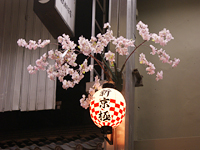桜と新緑写真2