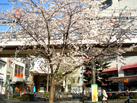 桜と新緑写真1