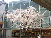 桜と新緑写真4